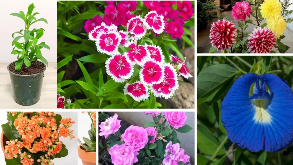 Best winter flowering plants for pots