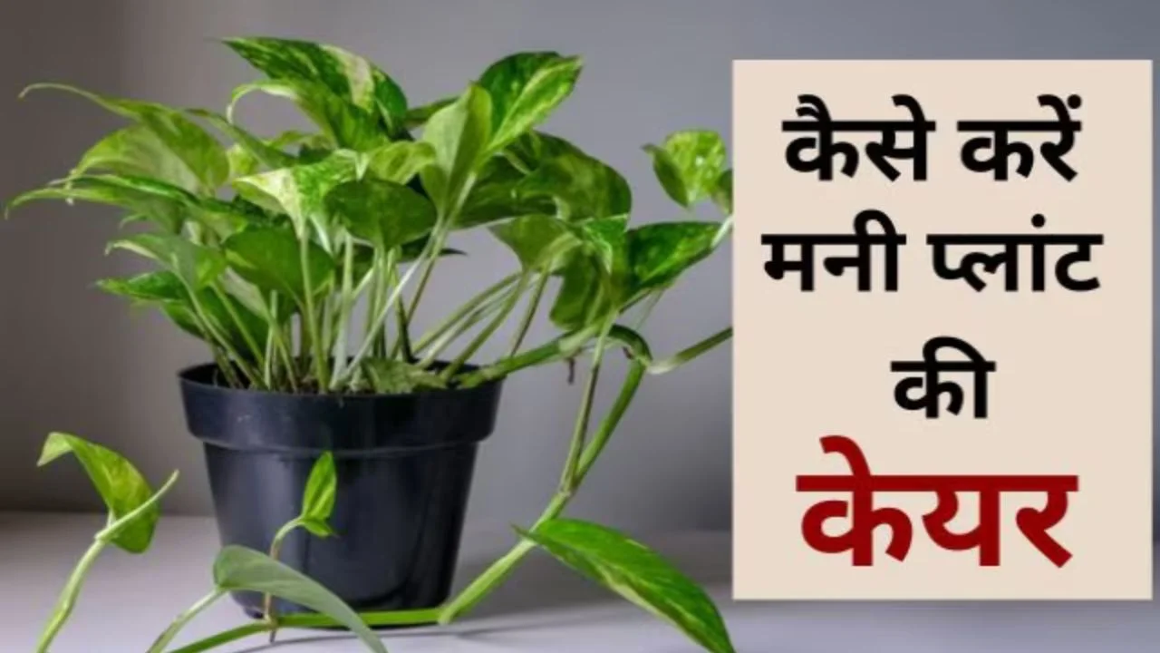 Grow Money Plant Faster