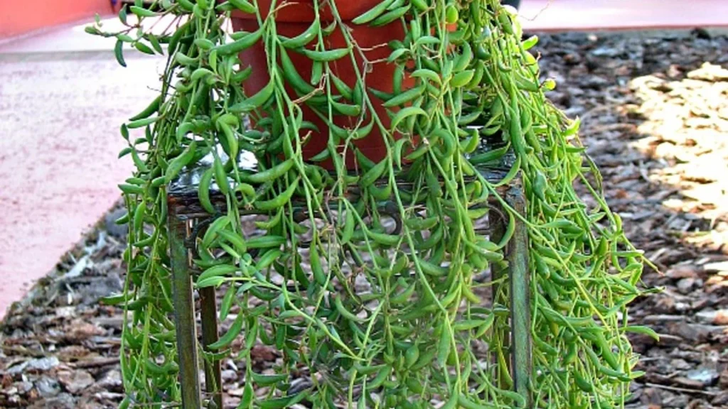 Hanging Plant