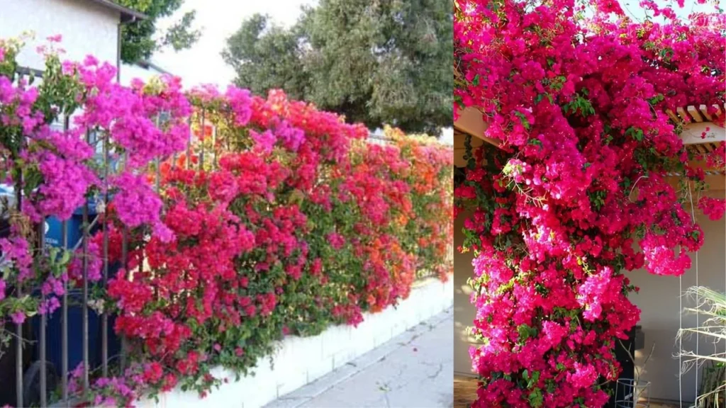 Flowering Plants