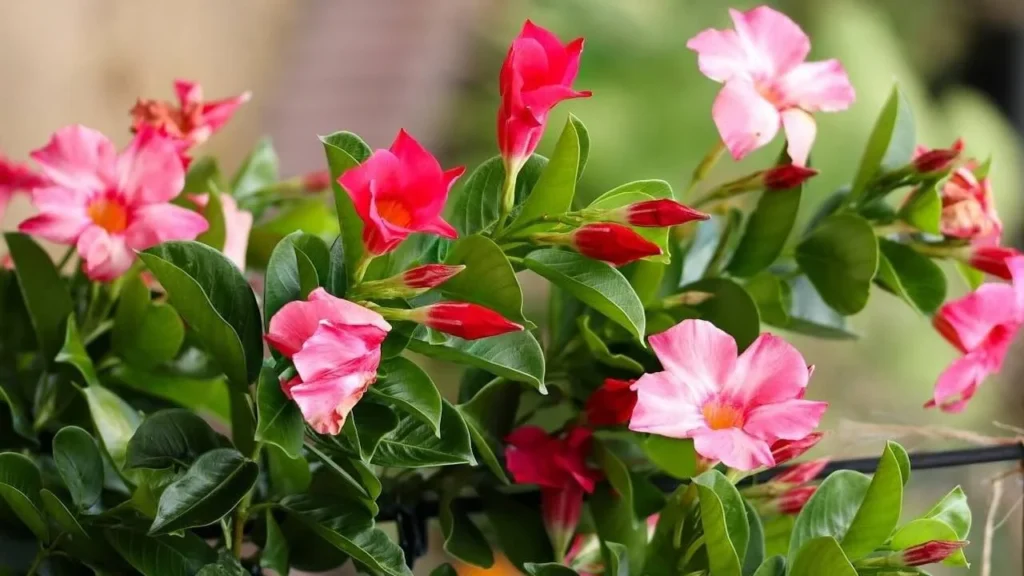 Flowering Plants 