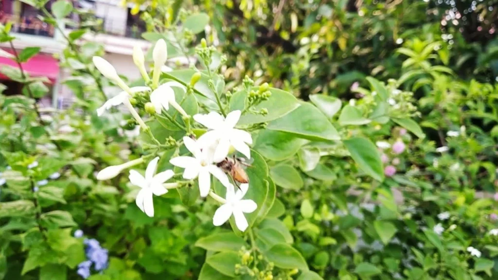 Flowering Plants 